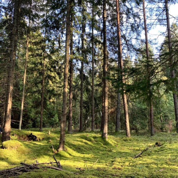 Miško maudynės (iki 2 asmenų)