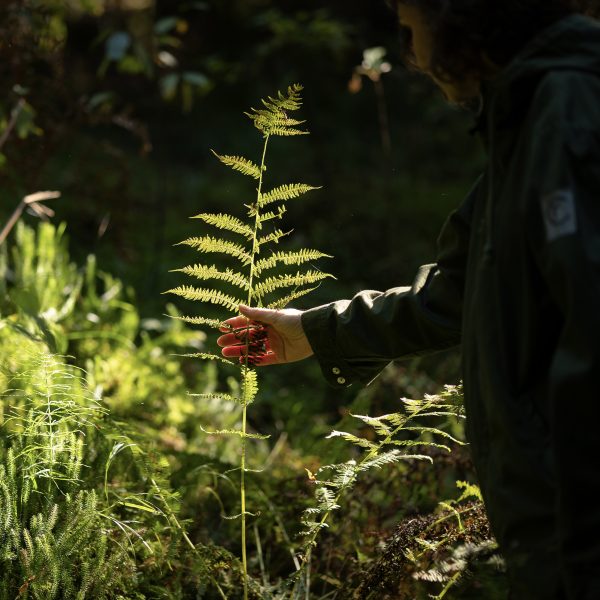Miško terapija komandai